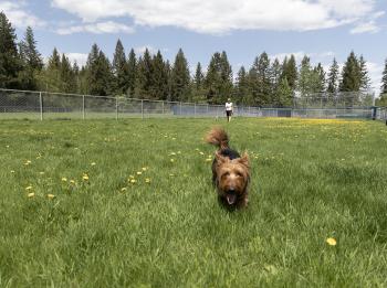 Quesnel Dog Park Quesnel Dog Park